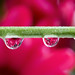Red Daisy Dewdrops • <a style="font-size:0.8em;" href="http://www.flickr.com/photos/124671209@N02/33719940872/" target="_blank">View on Flickr</a>