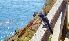 Blue Bird looking out to McWay Falls • <a style="font-size:0.8em;" href="http://www.flickr.com/photos/34843984@N07/14925986713/" target="_blank">View on Flickr</a>