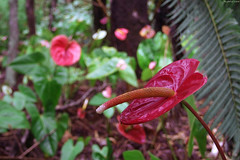 Anthurium in a grove of Anthuriums • <a style="font-size:0.8em;" href="http://www.flickr.com/photos/34843984@N07/15399770968/" target="_blank">View on Flickr</a>