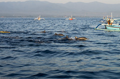 dolphins2
