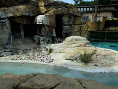 Group of African Penguins • <a style="font-size:0.8em;" href="http://www.flickr.com/photos/34843984@N07/15516190386/" target="_blank">View on Flickr</a>