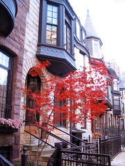 Tree with Bright Red Leaves • <a style="font-size:0.8em;" href="http://www.flickr.com/photos/34843984@N07/14925989764/" target="_blank">View on Flickr</a>