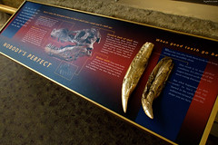 Tyrannosaurus Rex Teeth • <a style="font-size:0.8em;" href="http://www.flickr.com/photos/34843984@N07/15354473360/" target="_blank">View on Flickr</a>