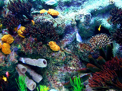 Beautiful Coral Sponges Fish • <a style="font-size:0.8em;" href="http://www.flickr.com/photos/34843984@N07/15540023105/" target="_blank">View on Flickr</a>