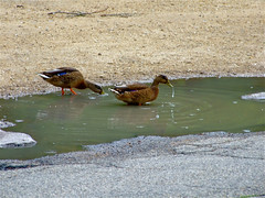 Ducks drinking from Puddle • <a style="font-size:0.8em;" href="http://www.flickr.com/photos/34843984@N07/14919798973/" target="_blank">View on Flickr</a>