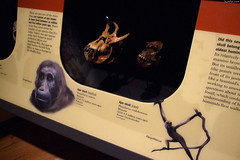 Sivapithecus & Pliopithecus skulls • <a style="font-size:0.8em;" href="http://www.flickr.com/photos/34843984@N07/15353427949/" target="_blank">View on Flickr</a>