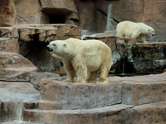 Polar Bear growling • <a style="font-size:0.8em;" href="http://www.flickr.com/photos/34843984@N07/14919713953/" target="_blank">View on Flickr</a>