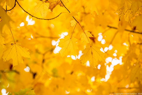 Yellow Maple Leaves • <a style="font-size:0.8em;" href="http://www.flickr.com/photos/65051383@N05/14931550274/" target="_blank">View on Flickr</a>