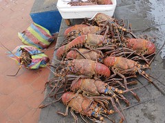 Lobsters at fishmarket