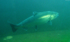 Salmon in the Fish Ladder • <a style="font-size:0.8em;" href="http://www.flickr.com/photos/34843984@N07/15545437845/" target="_blank">View on Flickr</a>