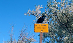 Menacing Raven on yellow sign • <a style="font-size:0.8em;" href="http://www.flickr.com/photos/34843984@N07/14926515023/" target="_blank">View on Flickr</a>