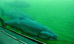 Salmon in the Fish Ladder (closeup) • <a style="font-size:0.8em;" href="http://www.flickr.com/photos/34843984@N07/15358821159/" target="_blank">View on Flickr</a>