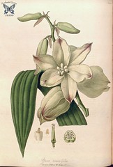 Anglų lietuvių žodynas. Žodis yucca gloriosa reiškia yucca glorioza lietuviškai.