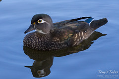 The female wood ducks are pretty in their own right.