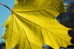 Yellow Maple Leaf • <a style="font-size:0.8em;" href="http://www.flickr.com/photos/65051383@N05/15512575697/" target="_blank">View on Flickr</a>