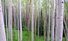 Rows of white Birch Trees towering above • <a style="font-size:0.8em;" href="http://www.flickr.com/photos/34843984@N07/15545952342/" target="_blank">View on Flickr</a>