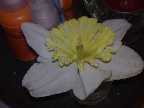 Daffodil (by Orquidea)