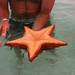 starfish