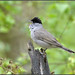 Bird Song (image 1 of 4)