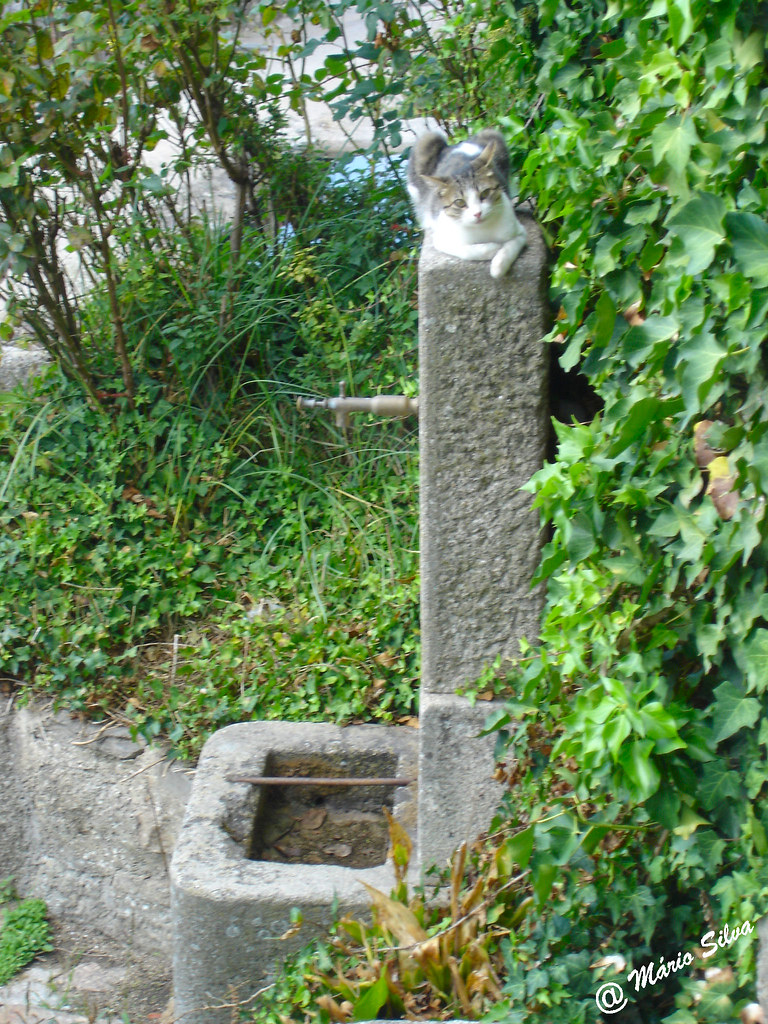 Águas Frias (Chaves) - ... o gato no cimo do fontanário ...