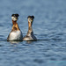 Red_Necked_Grebe_Mating_Call_WEB_2U6A9037