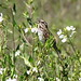 Sparrows of the West #7 - Song Sparrow  1153