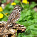 Song Sparrow, One of the Greatest and Earliest Singers of Spring, John Heinz National Wildlife Refuge