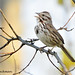 Song Sparrow, Bird of Early Spring and Aptly Named, John Heinz National Wildlife Refuge