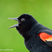 Red Winged Blackbird, John Heinz Wildlife Refuge