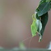 Tettigoniidae en Chenopodium album