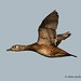 Female Wood Duck, Birds of John Heinz Wildlife Refuge