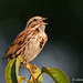 Song Sparrow, John Heinz National Wildlife Refuge