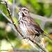 Song Sparrow, John Heinz National Wildlife Refuge