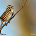 Song Sparrow singing his heart out, John Heinz National Wildlife Refuge