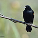 Red Winged Blackbird, John Heinz Wildlife Refuge