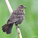 Female Redwinged Black Bird, John Heinz National Wildlife Refuge