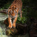 Tiger am Wasserfall--im Licht dargestellt--