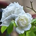The White Rose of Athens